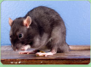 rat control Swinton